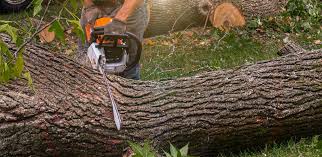 Lawn Renovation and Restoration in Deer Park, WA