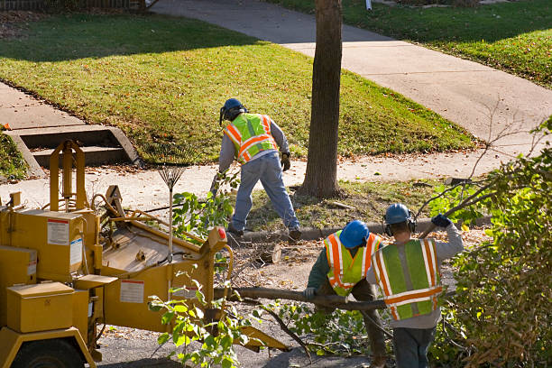Trusted Deer Park, WA Tree Removal Experts